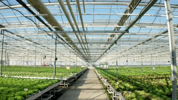 Plantación de invernadero de agronomía vacía sin nadie en ella — Foto de Stock