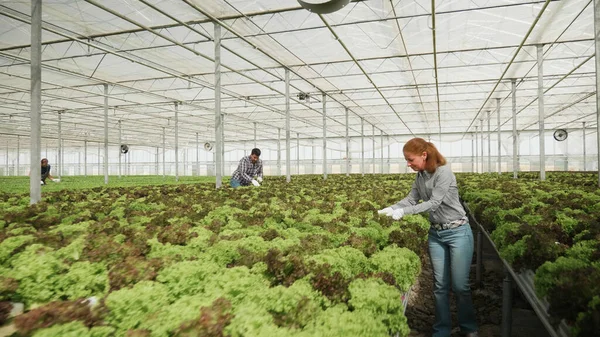 Mulher de negócios jardineira analisando salada cultivada fresca que trabalha na produção vegetal — Fotografia de Stock
