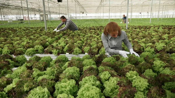 Mulher agrônomista colhendo salada cultivada orgânica — Fotografia de Stock