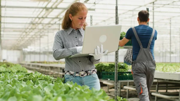 Agronomist woman analyzing organic cultivated salads — Stock Photo, Image