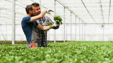 Tarım bahçıvanı elinde organik sağlıklı salata tutuyor.