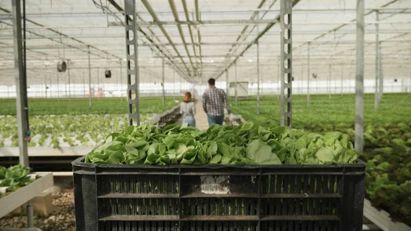 Vista frontal de la cesta con ensalada fresca orgánica lista para entrega de verduras — Foto de Stock