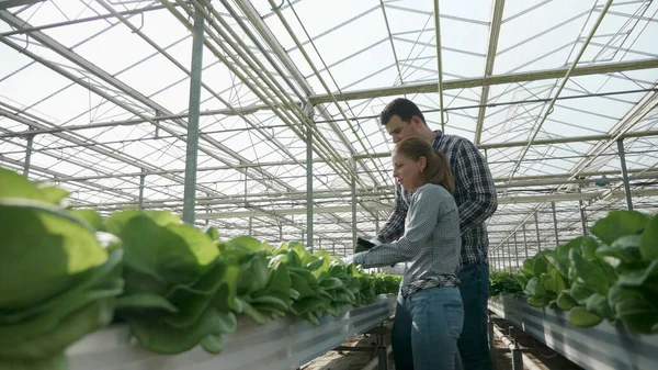 Садовник с ранчо обсуждает производство овощей — стоковое фото