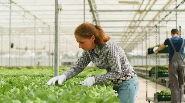 Бизнесмен-агроном анализирует выращиваемые свежие салаты — стоковое фото