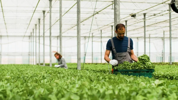 Trädgårdsmästare kontrollerar ekologisk färsk sallad under grönsaksodlingen — Stockfoto