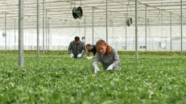 Equipo agrícola verificando ensaladas orgánicas cultivadas — Foto de Stock