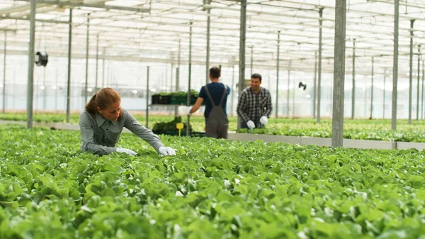 Empresária agrônomo que trabalha na produção de hortaliças cultivadas — Fotografia de Stock