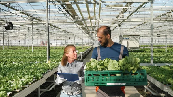 Jordbrukare man som håller låda med sallad skörd grönsaker — Stockfoto