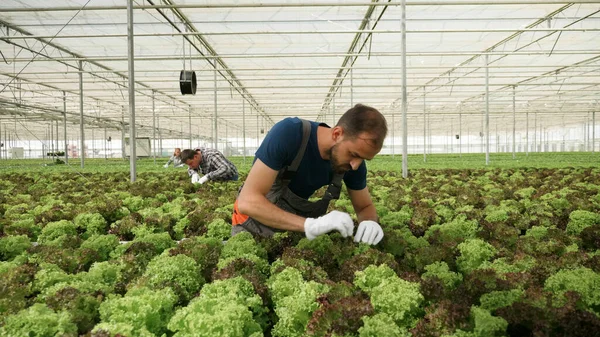 Homem agricultor analisando salada fresca orgânica — Fotografia de Stock
