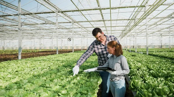 Jardineros personas revisando ensalada fresca orgánica durante la temporada de cultivo — Foto de Stock