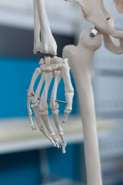 Nahaufnahme der Armknochenstruktur eines anatomischen menschlichen Skeletts — Stockfoto