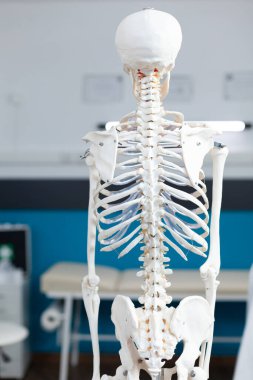 İnsan vücudunun iskelet modeli boş bir doktor ofisinde duruyor.