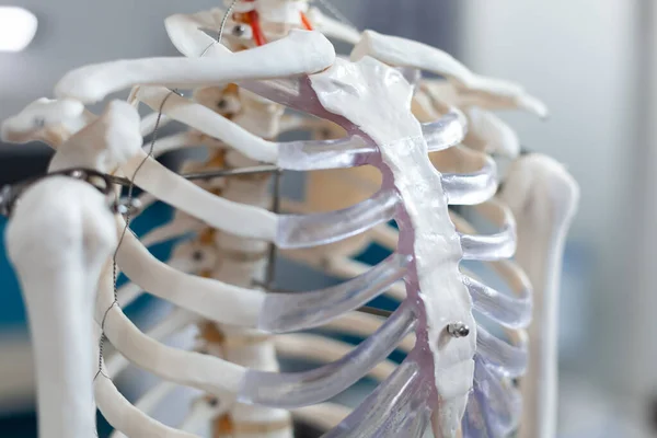 Close-up van de ruggengraat van een anatomisch menselijk skelet — Stockfoto