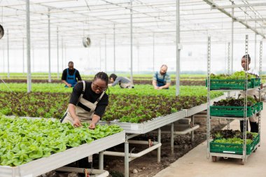 African american woman cultivating organic lettuce checking for pests in hydroponic enviroment while workers prepare crates for delivery. Greenhouse worker looking at crop doing quality control.