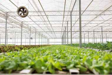 No people in greenhouse with hydroponic system growing organic lettuce ready for delivery to local business. Empty hydroponic enviroment with bio food being grown organically with no pesticides