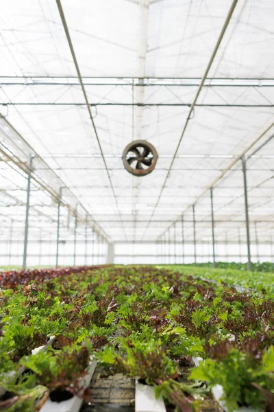 Людей Большой Теплице Гидропонной Системой Выращивания Различных Зеленый Органический Салат — стоковое фото