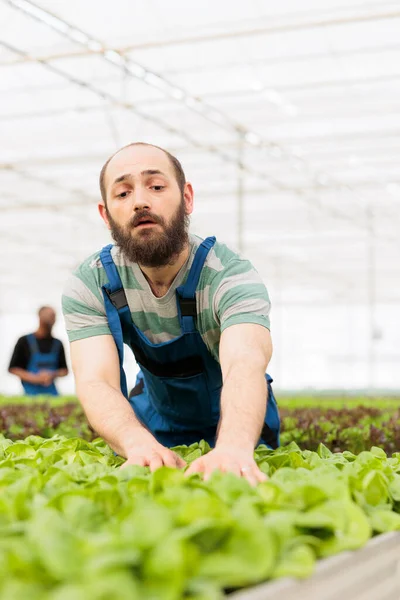 Greenhouse Farmer Cultivating Lettuce Hydroponic Enviroment Taking Care Plants Optimal — Foto de Stock