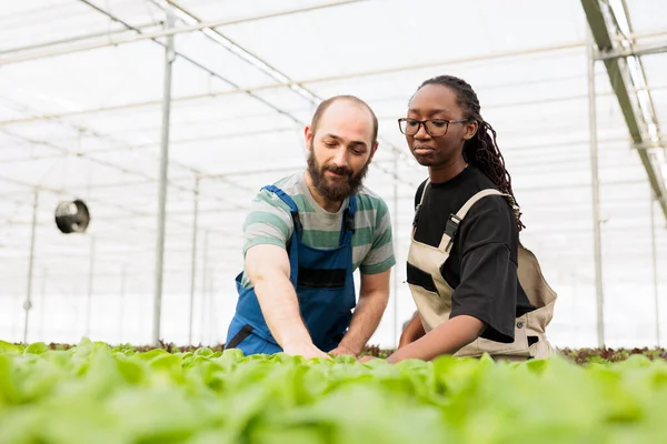 Selective Focus Diverse Greenhouse Workers Checking Organic Lettuce Growth Rate — Stockfoto