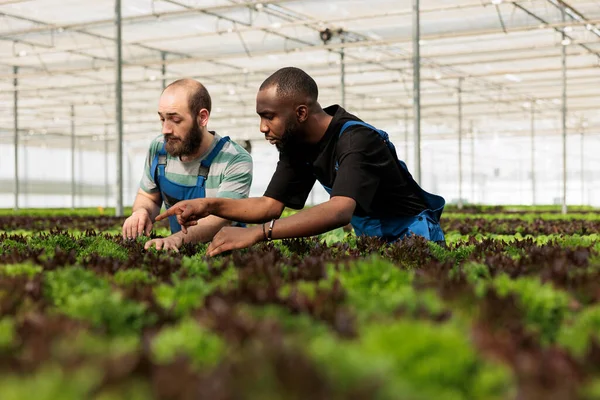 Selective Focus Two Men Checking Plants Development Pointing Plant Discovering — Stock Photo, Image