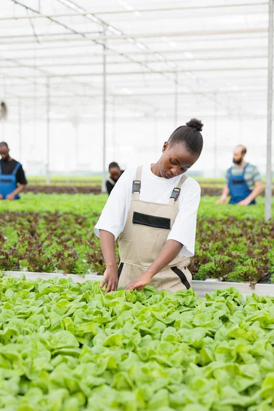 African American Woman Inspecting Lettuce Plants Harvesting Checking High Quality — Stock Photo, Image