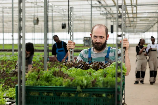 Tired Caucasian Man Pushing Rack Crates Assortment Fresh Organic Lettuce — Stock Photo, Image