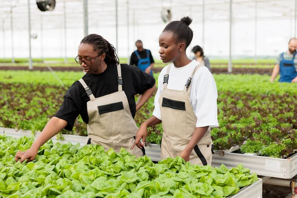 Африканские Американские Женщины Выращивают Салат Гидропонной Среде Заботясь Растениях Оптимального — стоковое фото