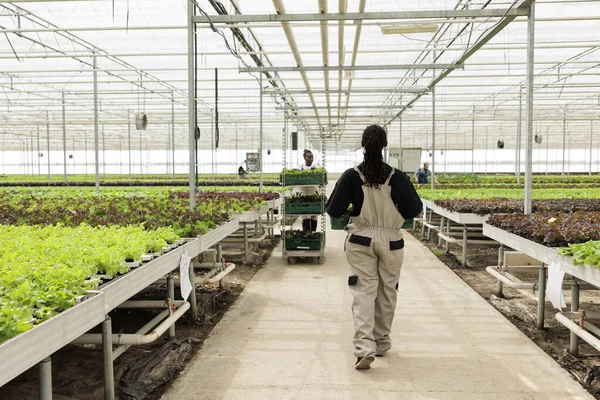 View Back Greenhouse Cultivator Holding Crate Bio Lettuce Grown Pesticides — Fotografia de Stock