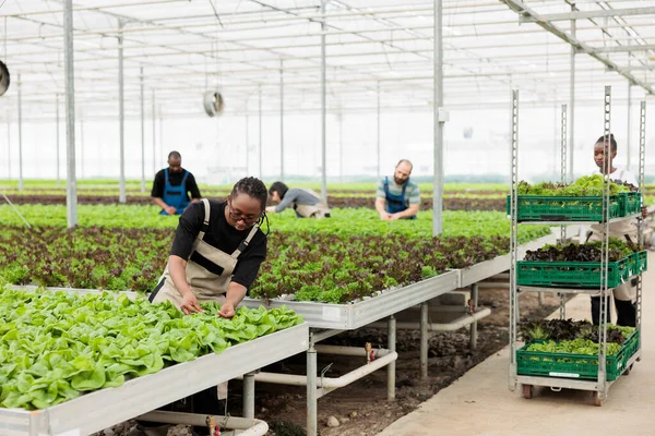 Afroameričanka Pěstující Organické Hlávkové Saláty Která Kontroluje Škůdce Hydroponickém Prostředí — Stock fotografie