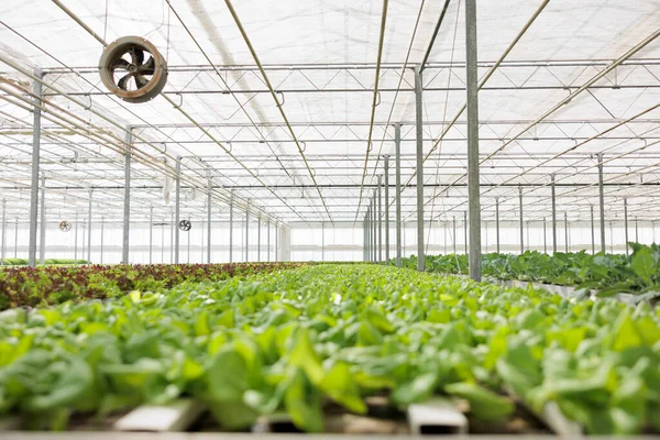 시스템을 가지고 온실에 사람들 지역의 기업에 배달할 준비가 상추를 재배하는 — 스톡 사진