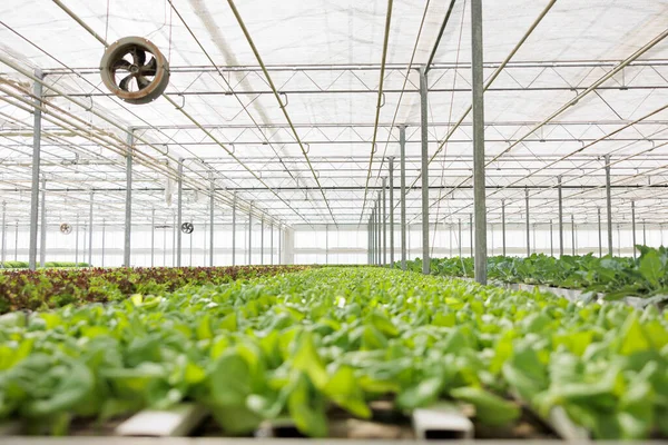 Nenhuma Pessoa Estufa Com Sistema Hidropônico Cultivando Alface Orgânica Pronta — Fotografia de Stock