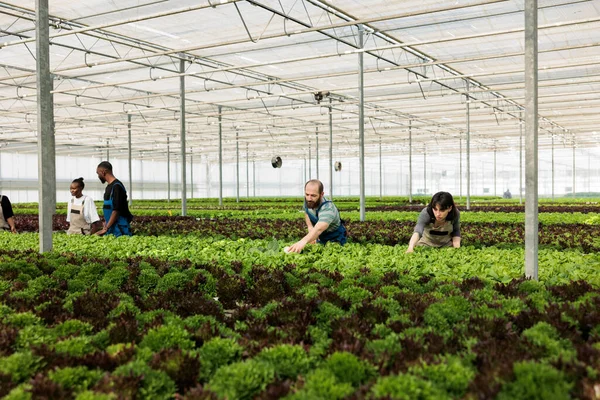 코카서스 모으기 식물의 억제를 조사하고 온실에서 재배하는 사람들 — 스톡 사진