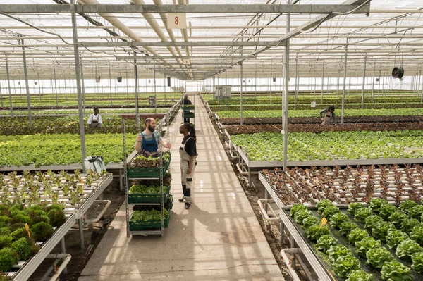 Pessoas Diversas Trabalhando Estufa Reunindo Vegetais Verdes Empurrando Caixas Com — Fotografia de Stock