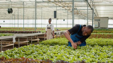 African american lettuce picker doing quality control for green plants in greenhouse inspecting seedlings. Farm worker in hydroponic enviroment doing damage control in bio farm with organic crops.