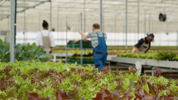 Detailní Zpracování Zeleného Salátu Ekologické Farmě Bez Pesticidů Různými Zemědělskými — Stock fotografie