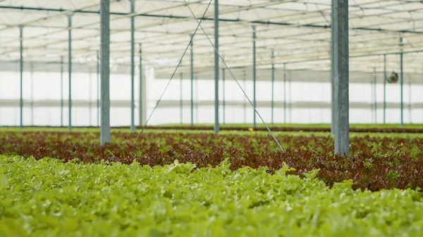 Empty Greenhouse Rows Different Types Bio Lettuce Fully Grown Ready — Fotografia de Stock