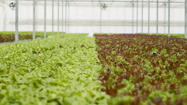 Fechar Diferentes Variedades Alface Totalmente Cultivadas Prontas Para Colheita Entrega — Fotografia de Stock