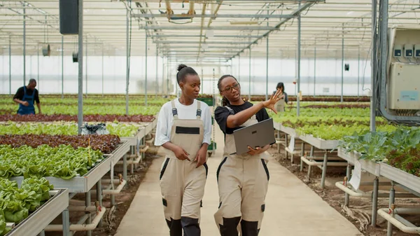 Две Женщины Работающие Теплице Ходят Ноутбуком Говорят Выращивании Органического Салата — стоковое фото