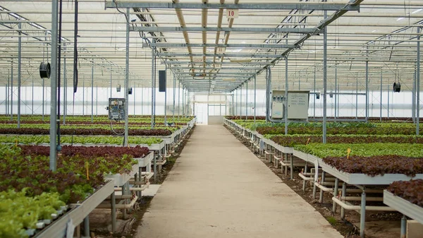 People Greenhouse Irrigation System Control Pannels Growing Organic Lettuce Hydroponic — Fotografia de Stock