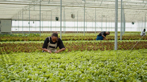Agricultural Worker Cultivating Organic Lettuce Checking Pests Hydroponic Enviroment Looking — Stockfoto