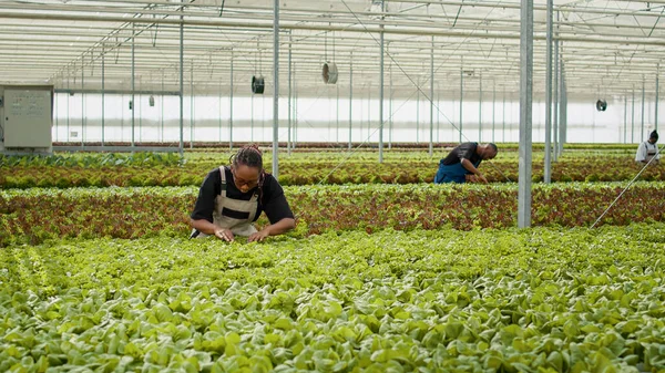 Agricultural worker cultivating organic lettuce checking for pests in hydroponic enviroment looking at green leaves in greenhouse. African american woman inspecting plants doing quality control.