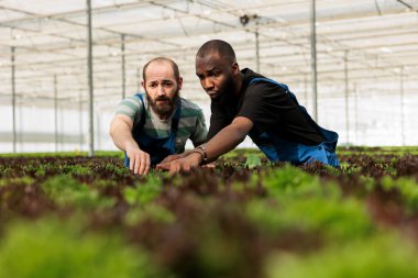 Bitkilerin gelişimini kontrol eden ve sorun keşfeden endişeli görünen iki adama odaklanın. Hidroponik çevredeki çeşitli sera işçileri marul mahsulünü işaret ediyorlar..