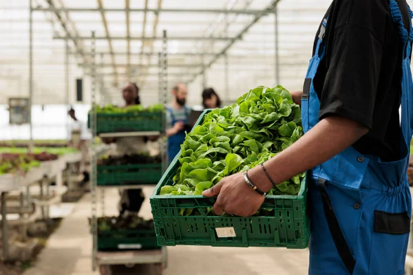 Closeup Caucasian Man Hands Holding Bio Production Green Lettuce Sustainable — Stockfoto