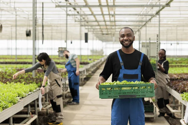 Portrait African American Man Showing Crate Fresh Lettuce Production Ready — 스톡 사진