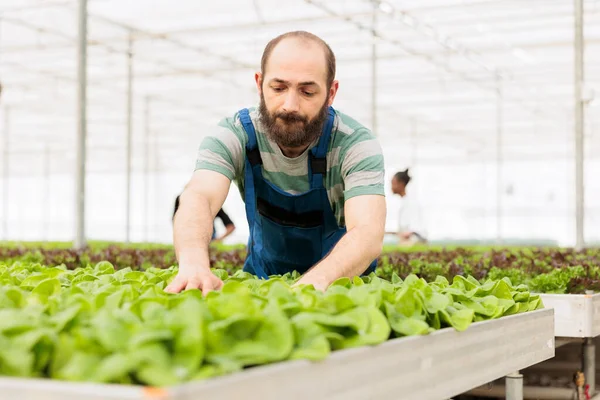 Caucasian Man Working Greenhouse Taking Care Pesticide Free Bio Lettuce — Stockfoto
