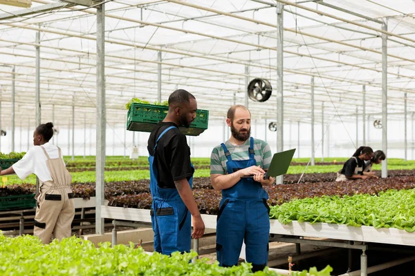 Greenhouse Farmer Holding Laptop Talking African American Worker Holding Crate — стоковое фото