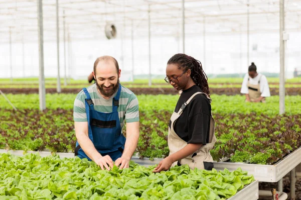 Diverse Greenhouse Workers Looking Smiling While Doing Quality Control Checking — стоковое фото