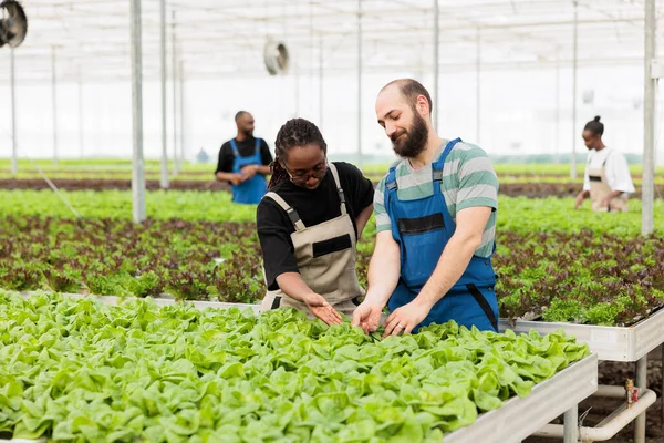 African American Farmer Caucasian Man Doing Quality Control Bio Lettuce — стоковое фото