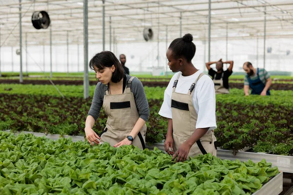 Caucasian Woman African American Farmer Doing Quality Control Bio Crops — стоковое фото