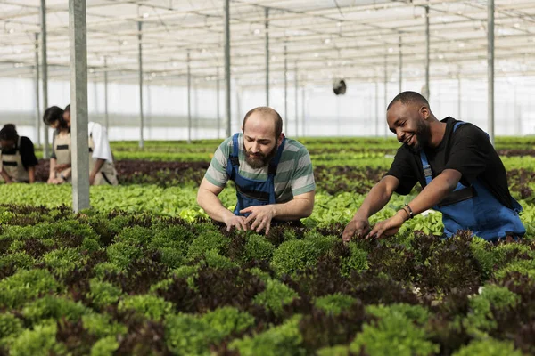 Diverse People Working Hard Checking Plants Development Picking Harvest Delivery — Foto de Stock