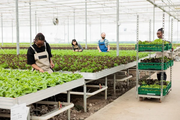 Greenhouse African American Farmer Cultivating Lettuce Checking Pests Damage Leaves — Fotografia de Stock